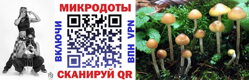 Купить  Кириллов  Псилоцибиновые грибы Psilocybine cubensis 